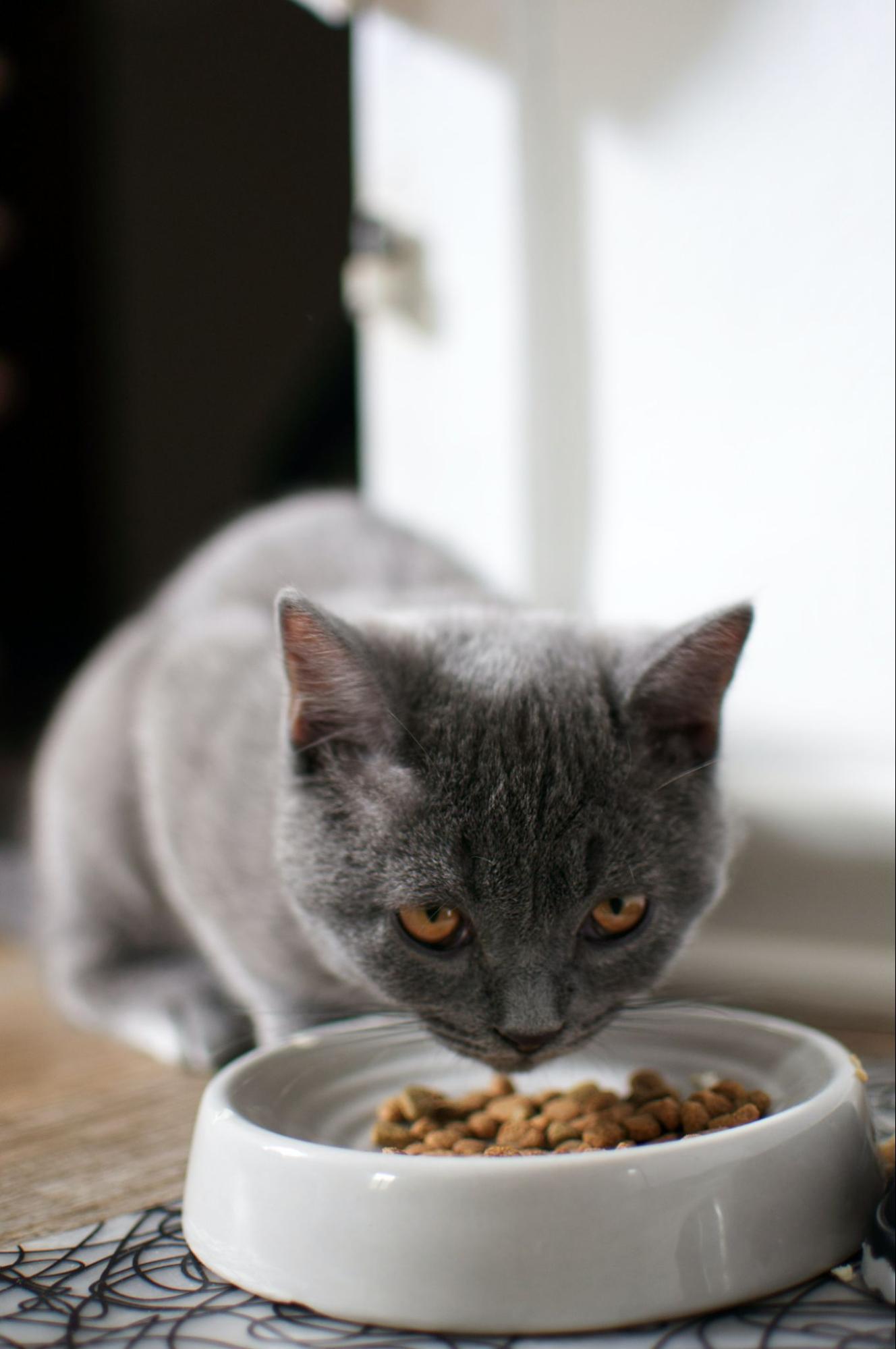 貓乾糧-貓濕糧