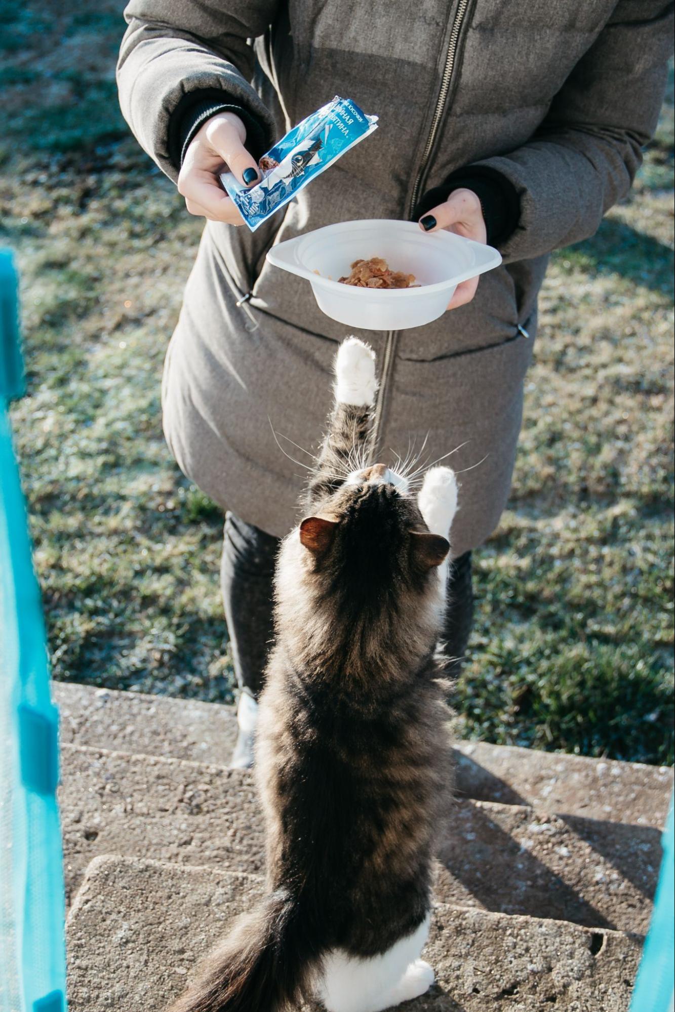 貓糧-貓罐頭