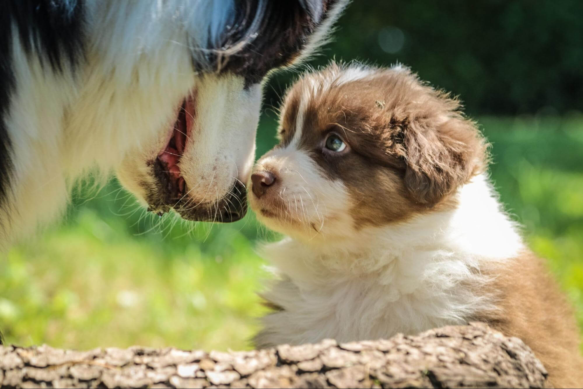 senior dog food-puppy food