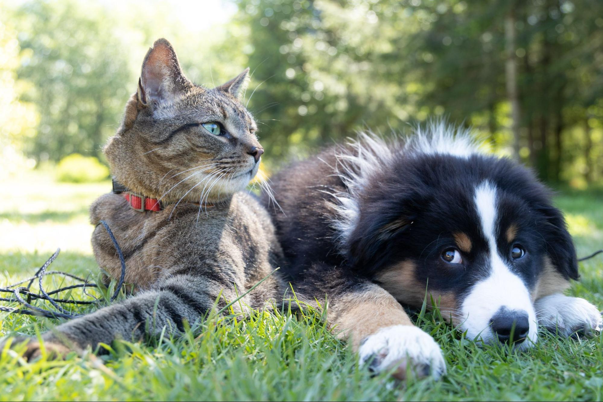 狗氣管-貓過敏-貓食物敏感