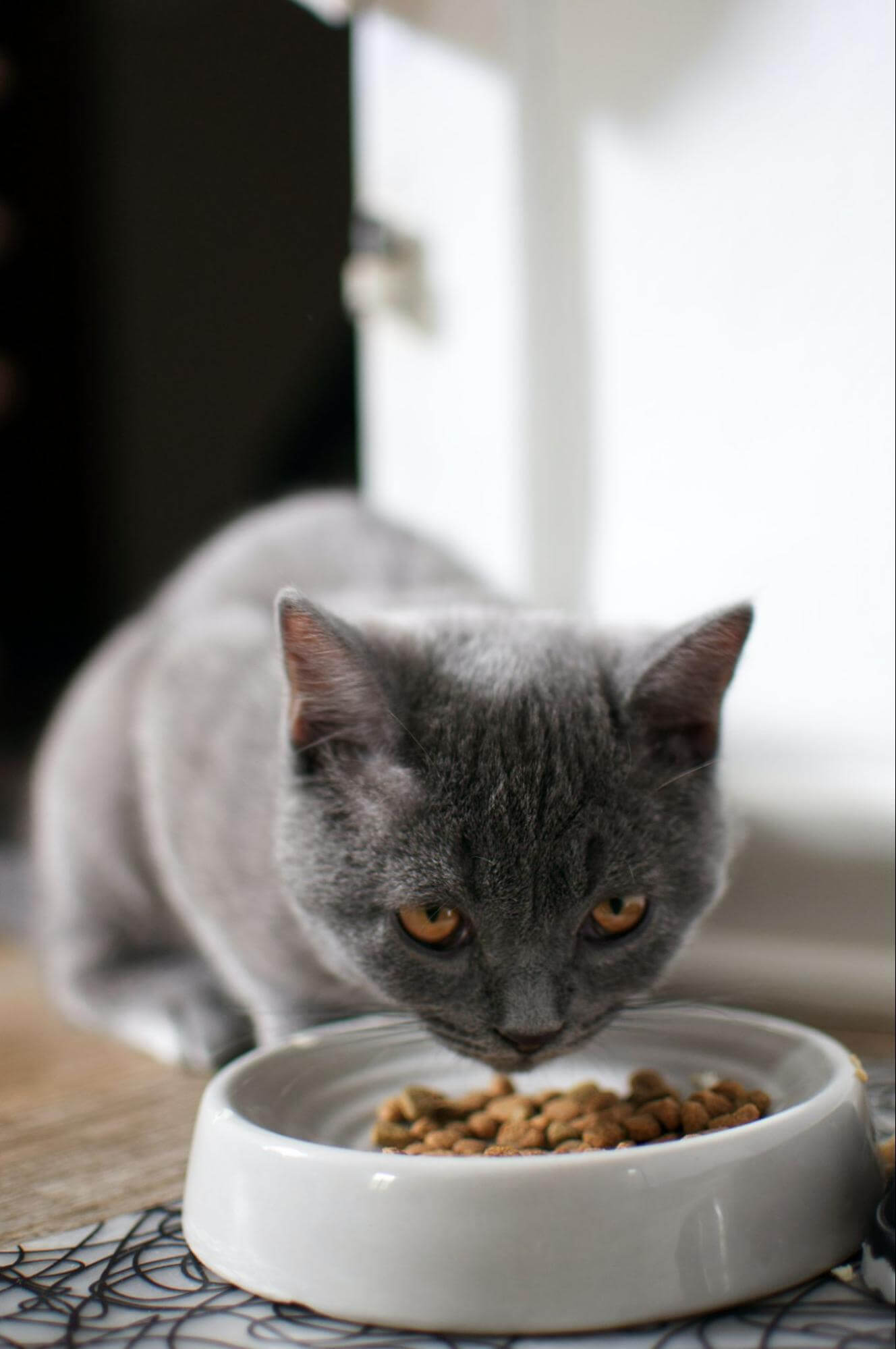 dry cat food-wet cat food